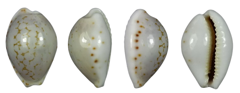 C.pellisserpentis pellisserpentis ' superb live taken '