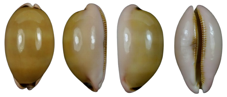 C.pulchra pulchra f.sinaiensis ' superb quality '