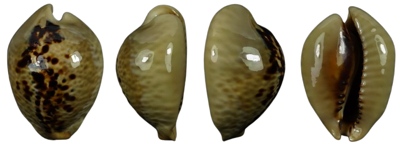 C.mus mus ' fantastic '