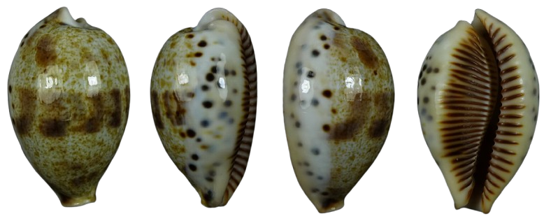 C.pulchella pericalles ' superb form '