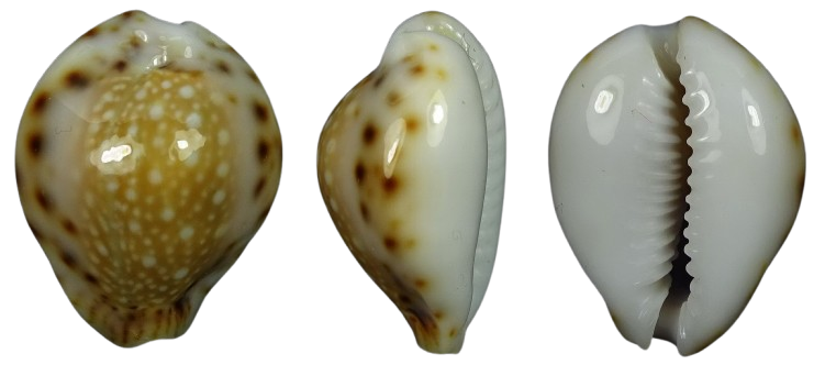 C.lamarckii lamarckii f.phuketensis ' superb form '