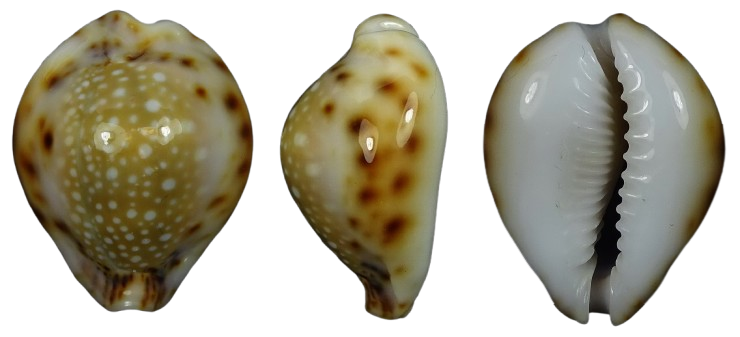 C.lamarckii lamarckii f.phuketensis ' superb form '