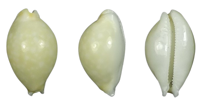 C.dillwynii dillwynii ' superb '