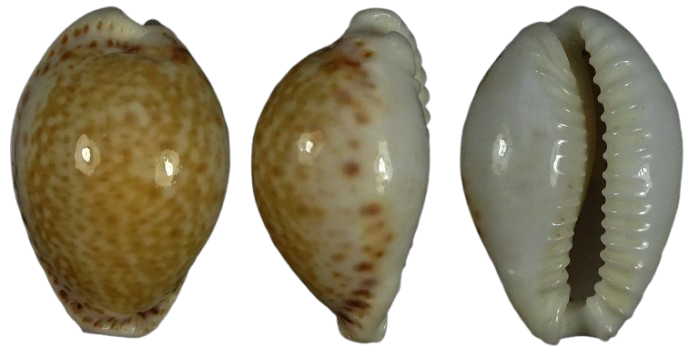 C.acicularis acicularis ' superb big '