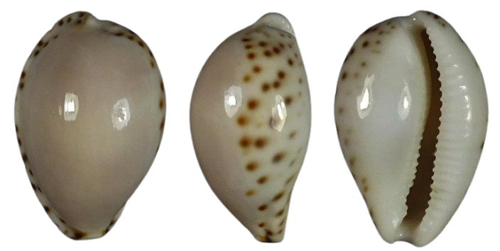 C.angustata angustata ' superb '