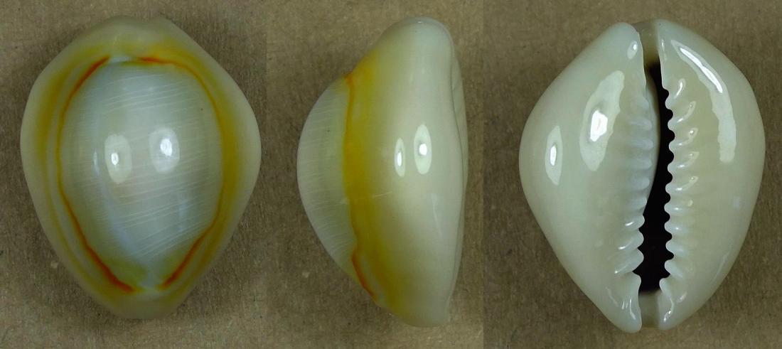 C.annulus annulus ' superb pattern '