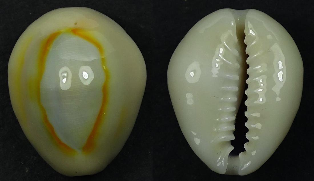 C.annulus annulus ' superb '