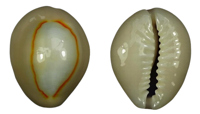 C.annulus annulus ' superb blue '