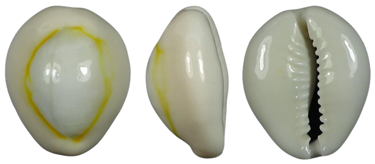 C.annulus annulus ' superb rounded '