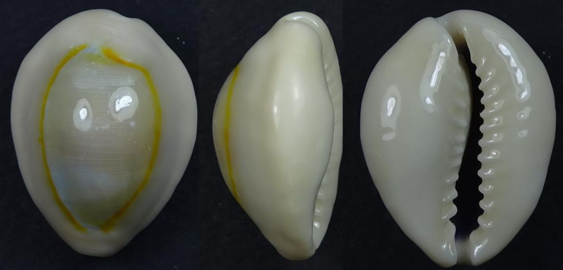 C.moneta moneta ' superb very big '