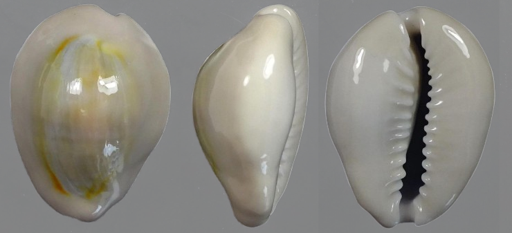 C.annulus annulus ' superb very big '