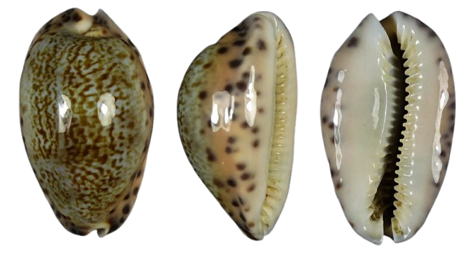 C.arabicula arabicula ' superb '