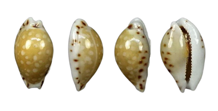 C.astary astary ' superb form'