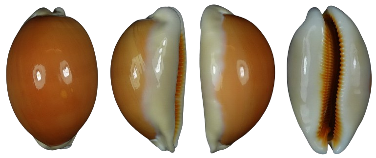 C.aurantium aurantium ' superb big '