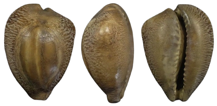 C.barycypraea baberkirina