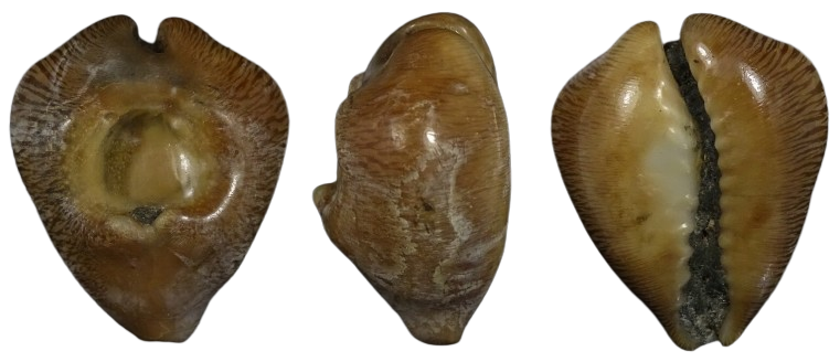 C.barycypraea caputviperae