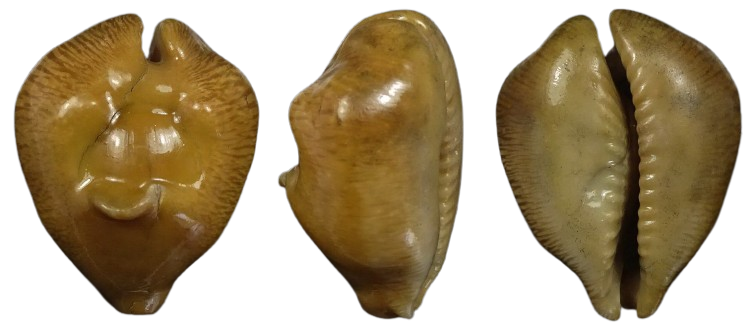 C.barycypraea suryai