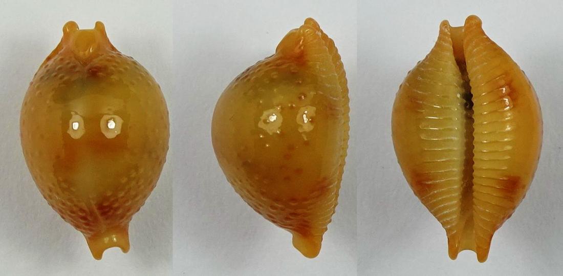 C.bistrinotata bistrinotata ' very nice '