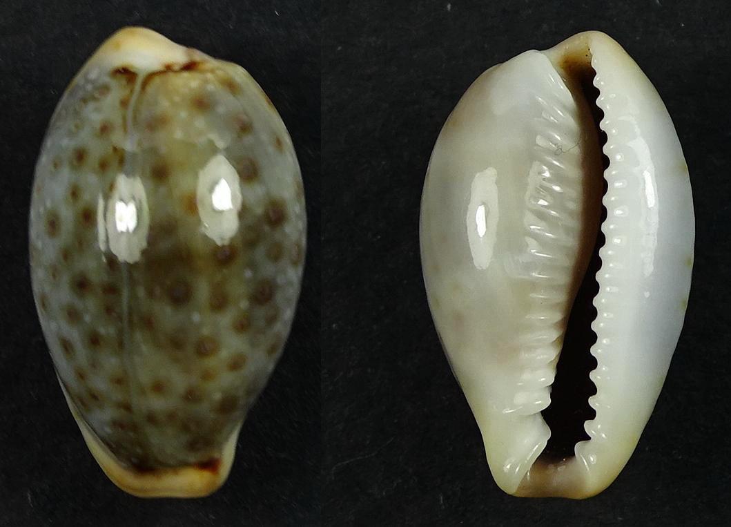 C.boivinii boivinii ' superb '