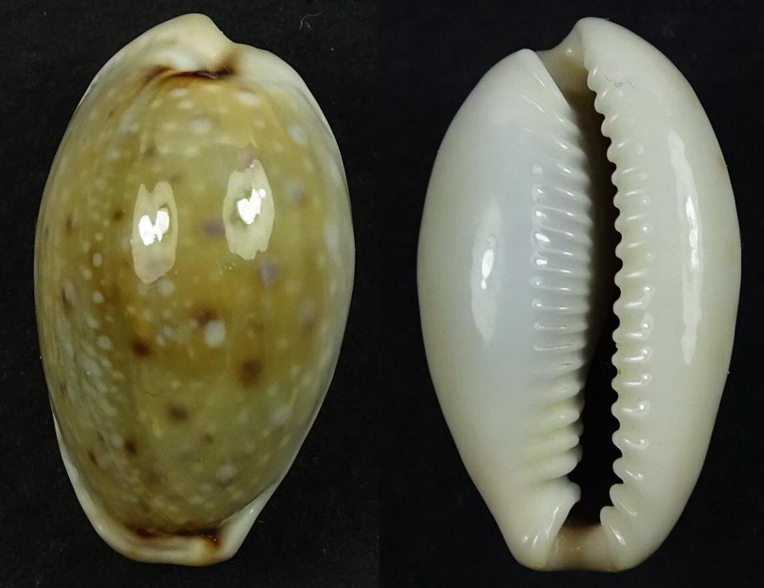 C.boivinii boivinii ' superb '