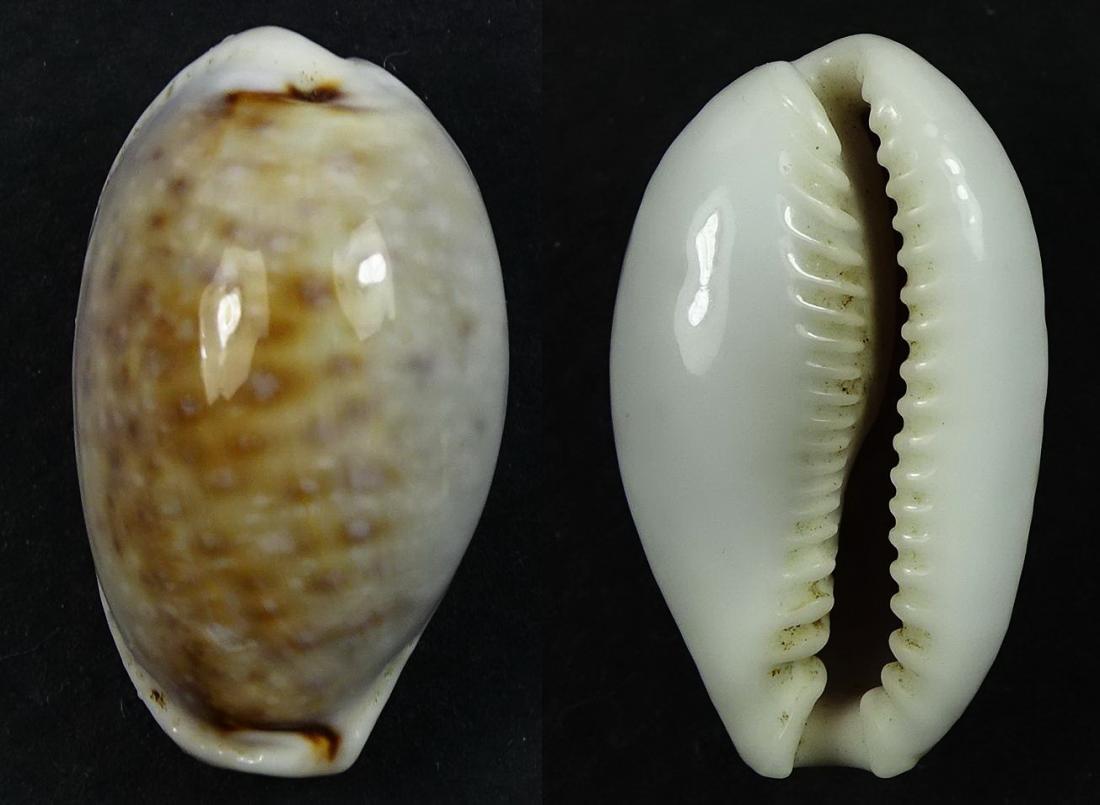 C.boivinii boivinii ' superb '