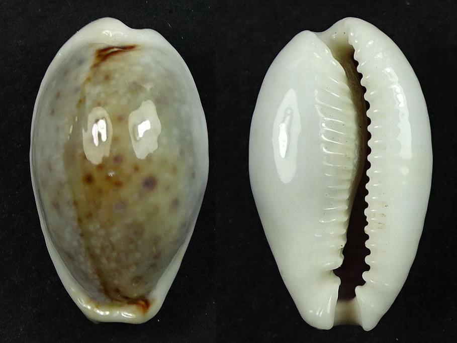 C.boivinii boivinii ' superb '