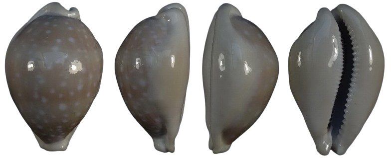 C.cameleopardalis cameleopardalis f.sharmiensis ' superb callus form '