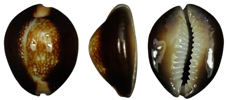 C.caputserpentis caputserpentis ' superb '