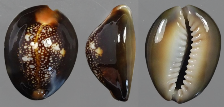 C.caputserpentis caputserpentis ' superb pattern'