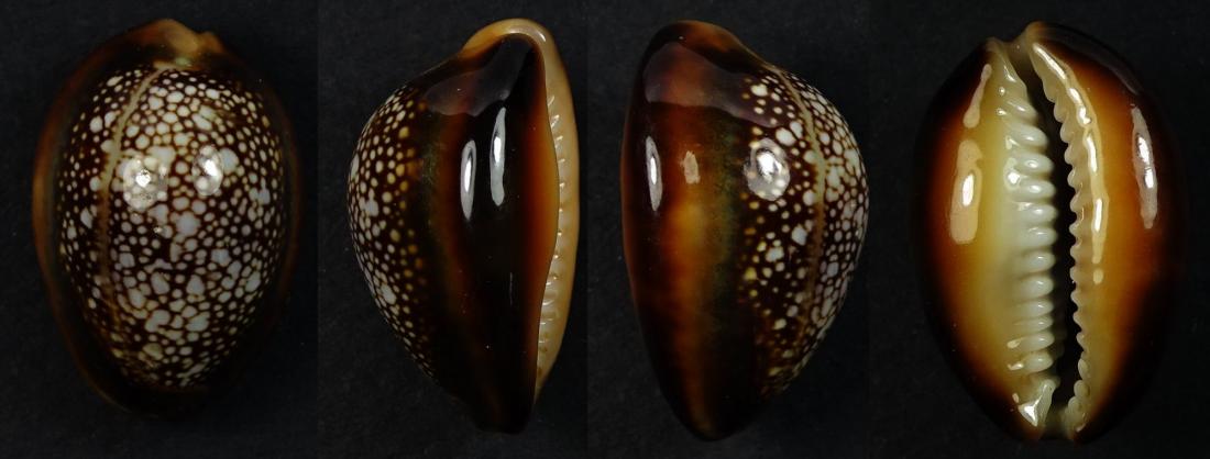 C.caputserrpentis caputserpentis ' superb pattern '