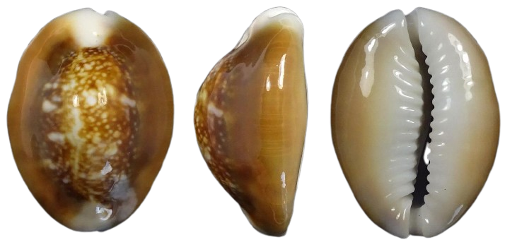 C.caputserpentis caputserpentis ' superb color '