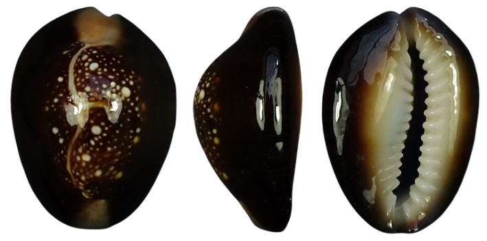 C.caputserpentis caputserpentis ' superb '