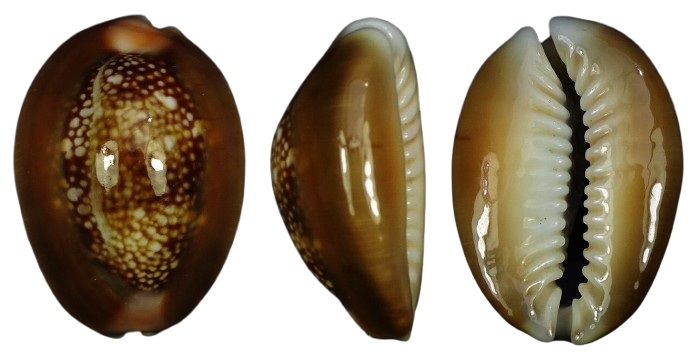 C.caputserpentis caputserpentis ' superb '