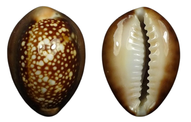 C.caputserpentis caputserpentis ' superb dwarf '