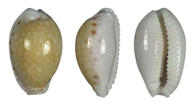 C.cernica cernica f.tomnili ' superb '