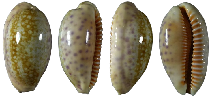 C.chinensis chinensis ' superb very big '