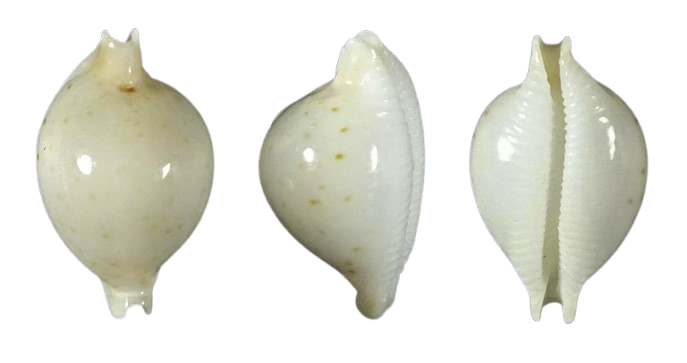 C.cicercula tuamotuensis ' superb '