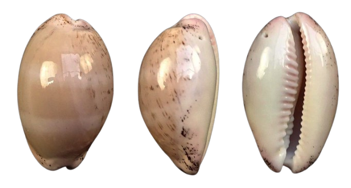 C.cinerea cinerea ' superb '