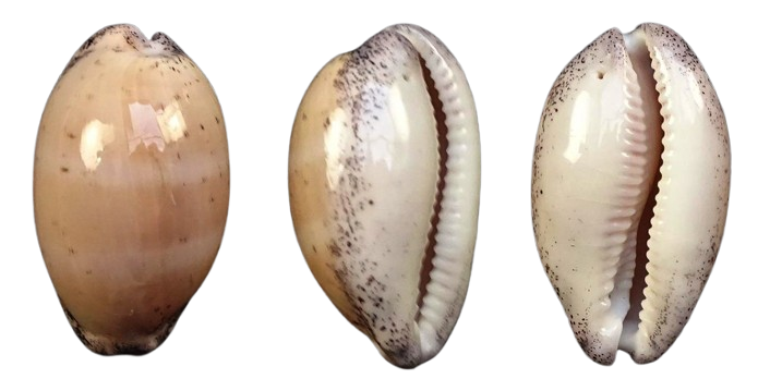 C.cinerea cinerea ' superb '