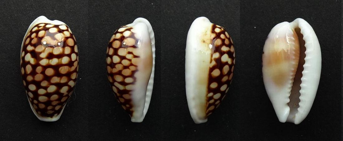 C.comma comma f.setepauensis ' superb black pattern '