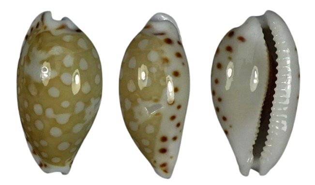 C.cumingii cumingii ' superb '