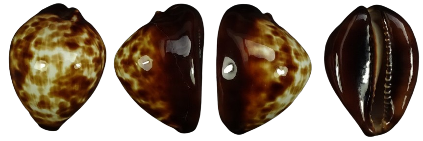 C.decipiens decipens ' superb humped '