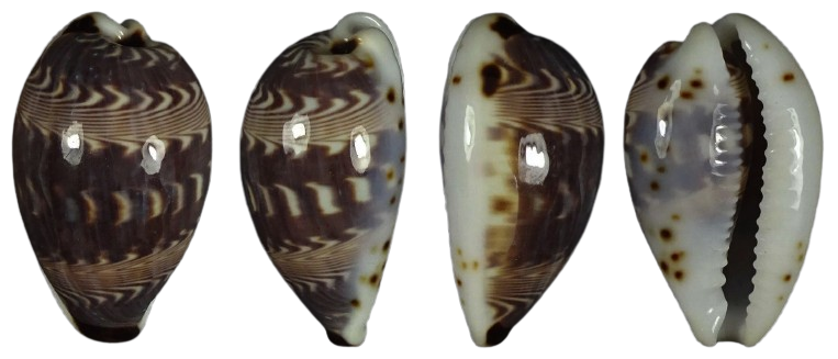 C.diliculum diliculum ' superb '