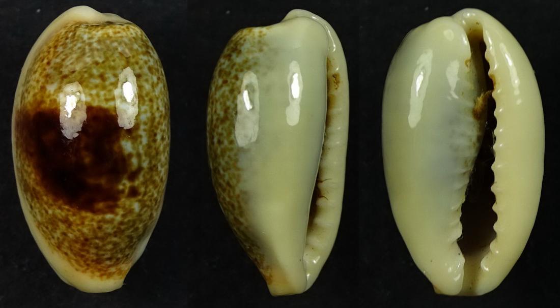 C.errones errones ' superb '