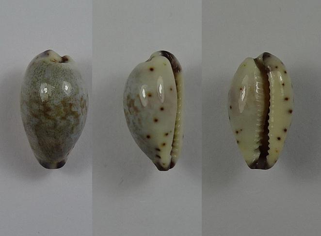 C.gracilis gracilis ' superb '