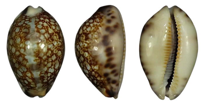 C.grayana grayana ' nice dwarf '