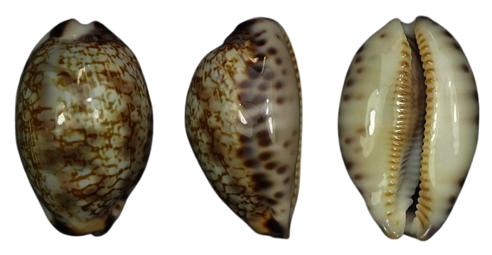 C.grayana grayana ' nice dwarf '