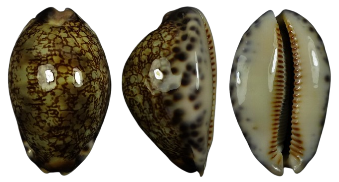 C.grayana grayana ' superb color '