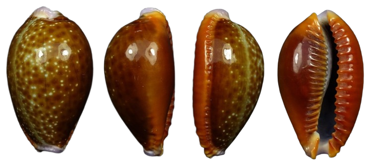 C.helvola helvola f.meridionalis ' superb giant '