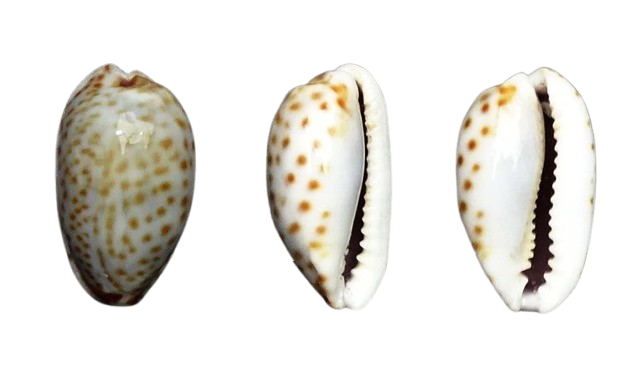 C.irrorata irrorata ' superb live taken '